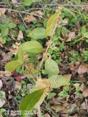 Xylosma flexuosa