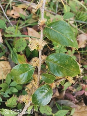 Xylosma flexuosa