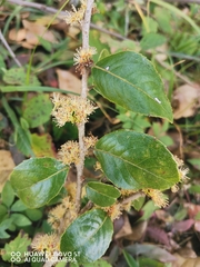 Xylosma flexuosa