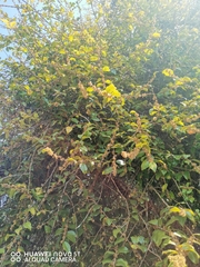 Xylosma flexuosa