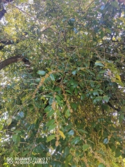 Xylosma flexuosa