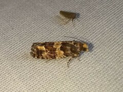 Eucopina tocullionana