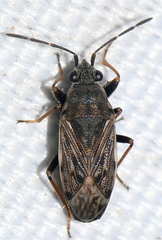 Peritrechus