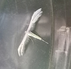 Pterophorus monospilalis