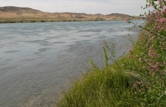 Apocynum lancifolium