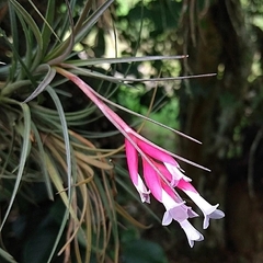 Tillandsia tenuifolia