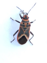 Graptostethus servus