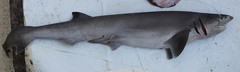 Heptranchias perlo