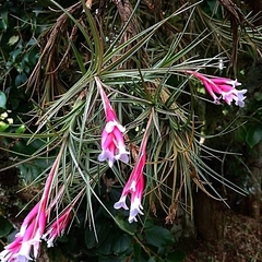 Tillandsia tenuifolia