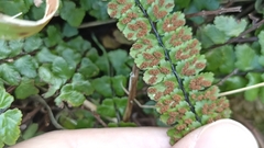 Asplenium azoricum
