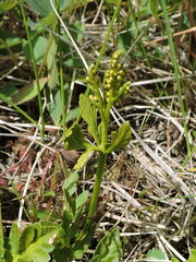 Botrychium lanceolatum