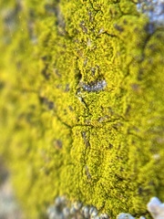 Chrysothrix xanthina