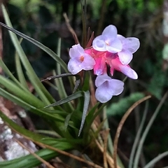 Tillandsia tenuifolia
