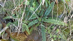 Asplenium azoricum