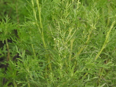 Ambrosia tenuifolia