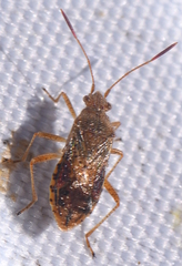 Rhopalus maculatus