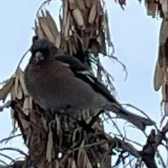 Fringilla coelebs