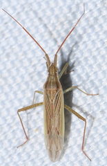 Stenodema calcarata