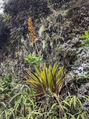 Cipuropsis hospitalis