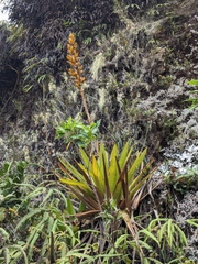 Cipuropsis hospitalis