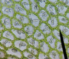 Chiloscyphus polyanthos