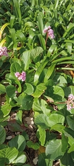 Bergenia crassifolia