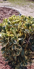 Euonymus fortunei fortunei