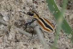 Graphipterus amabilis