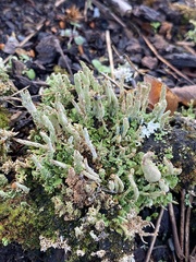 Cladonia cornuta