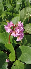Bergenia crassifolia