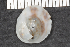 Crepipatella lingulata