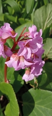 Bergenia crassifolia