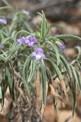 Eremophila freelingii