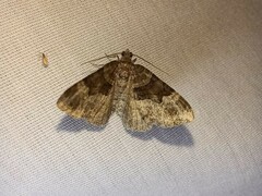 Xanthorhoe lacustrata