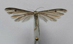 Stenoptilia