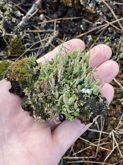 Cladonia cornuta