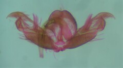 Stenoptilia
