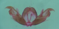 Stenoptilia