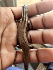 Spondylurus sloanii
