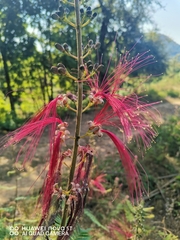 Calliandra
