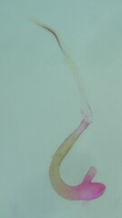 Stenoptilia