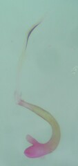 Stenoptilia
