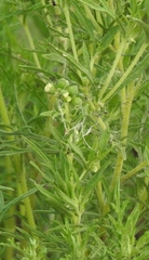 Ambrosia tenuifolia
