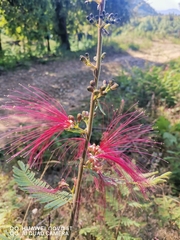 Calliandra