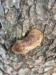 Porodaedalea