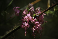 Alstroemeria revoluta
