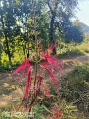 Calliandra
