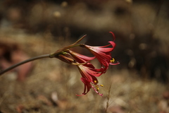 Zephyranthes advena
