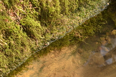 Chiloscyphus polyanthos