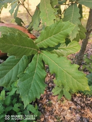 Quercus